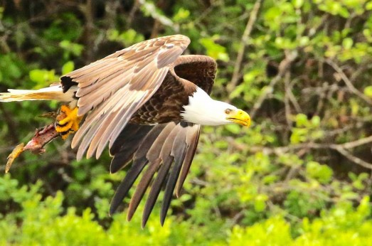 Okhla Bird Sanctuary-Monsoon In Delhi 